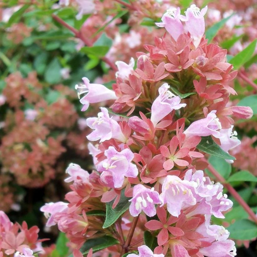 Abelia Raspberry Profusion (Flowering)