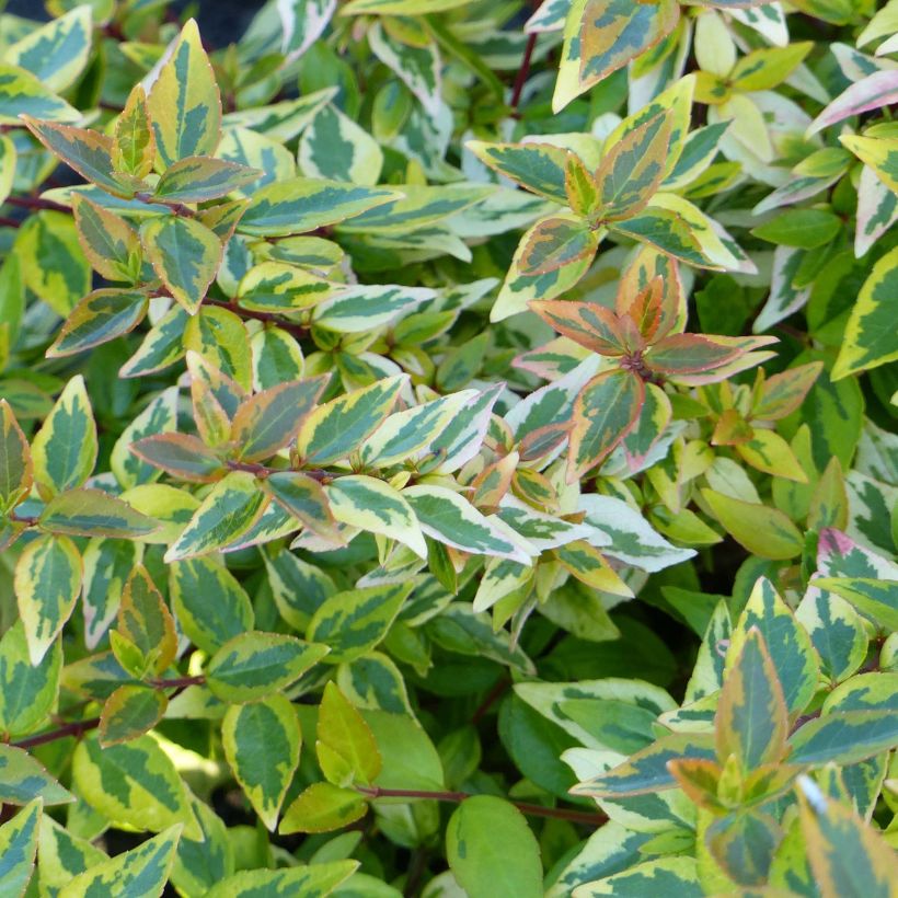 Abelia grandiflora Happy Daydream (Fogliame)