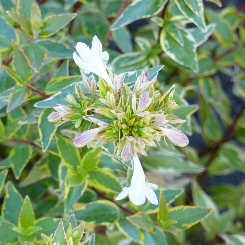 Abelia grandiflora Happy Daydream (Fioritura)