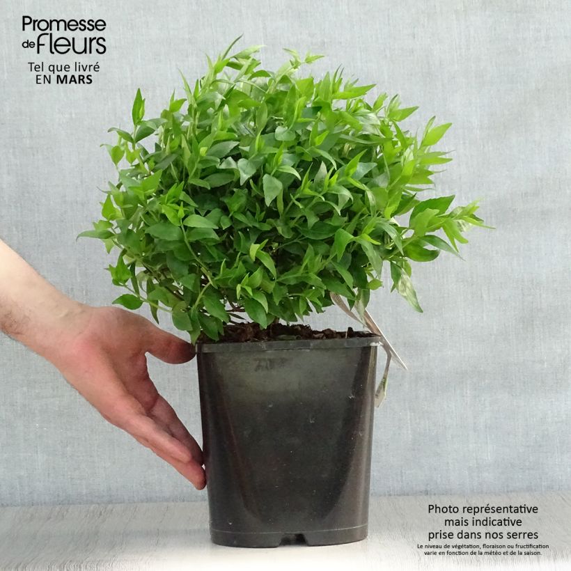 Abelia grandiflora Sherwood Vaso da 2L/3L esemplare consegnato in primavera