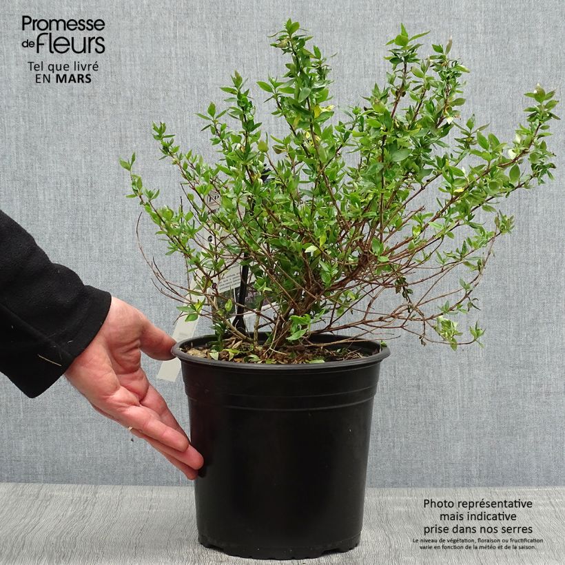 Abelia chinensis Autumn Festival Vaso da 4L/5L esemplare consegnato in primavera