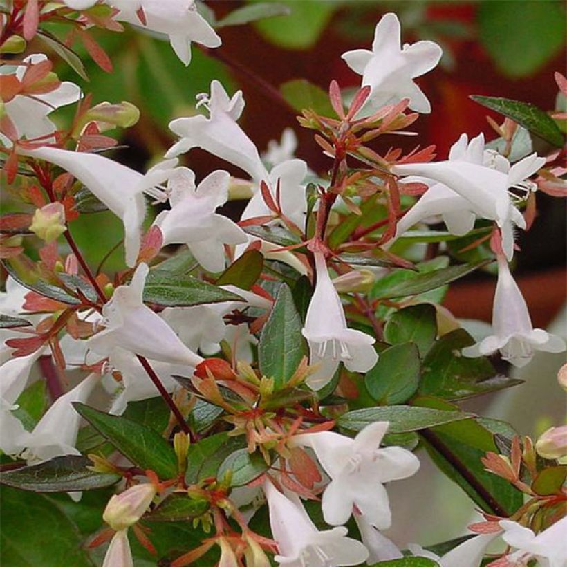 Abelia grandiflora (Flowering)