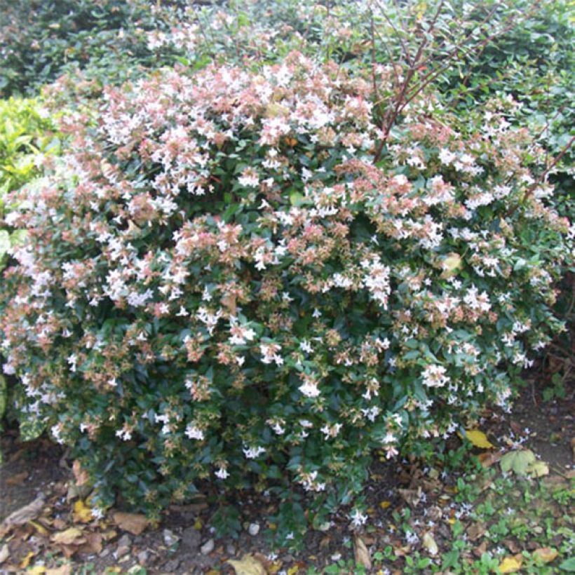 Abelia grandiflora (Plant habit)