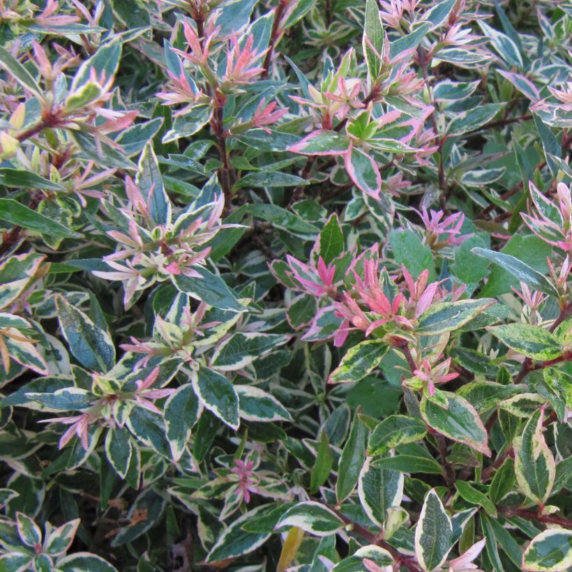 Abelia grandiflora Confetti (Foliage)