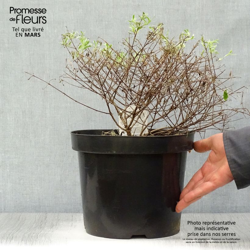 Example of Abelia grandiflora Confetti Vaso da 7,5L/10L as you get in printemps