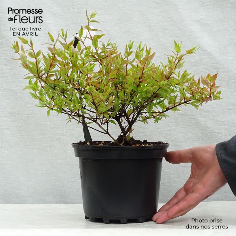 Abelia grandiflora Kaleidoscope Vaso da 2L/3L esemplare consegnato in primavera