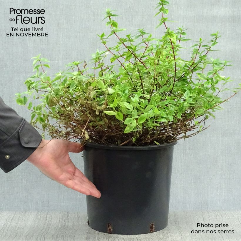 Esemplare di Abelia grandiflora Kaleidoscope Vaso da 3L/4L come consegnato in autunno