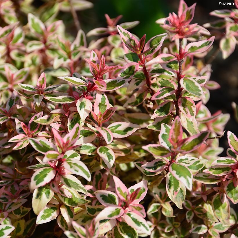 Abelia grandiflora Pink Lady (Foliage)