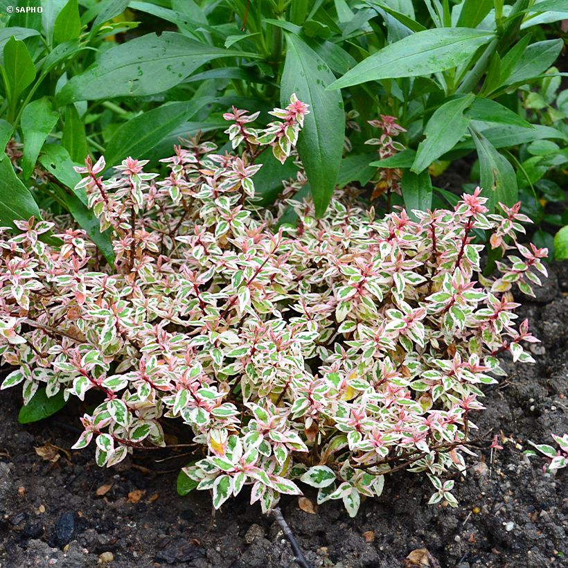 Abelia grandiflora Pink Lady (Plant habit)