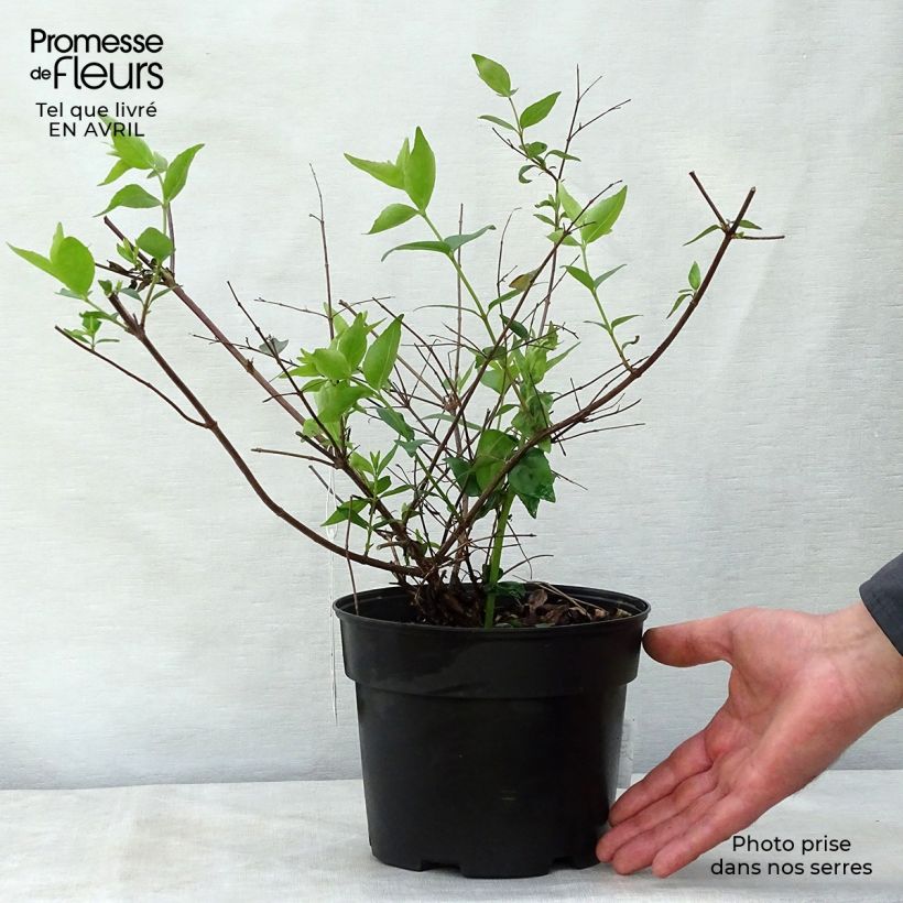 Example of Abelia grandiflora Vaso da 2L/3L as you get in printemps