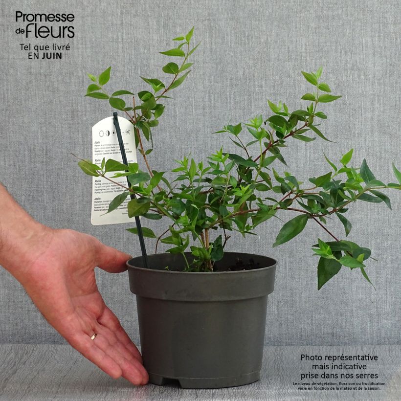 Esemplare di Abelia grandiflora Vaso da 2L/3L consegnato in estate