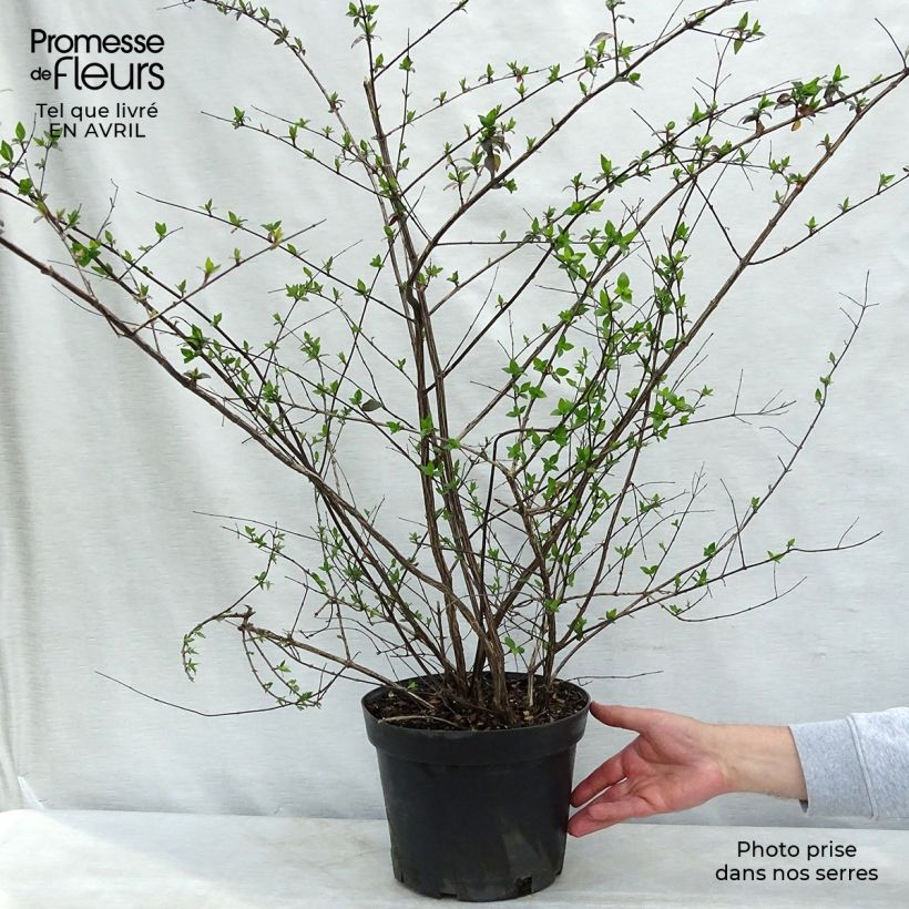 Example of Abelia grandiflora Vaso da 7,5L/10L as you get in printemps