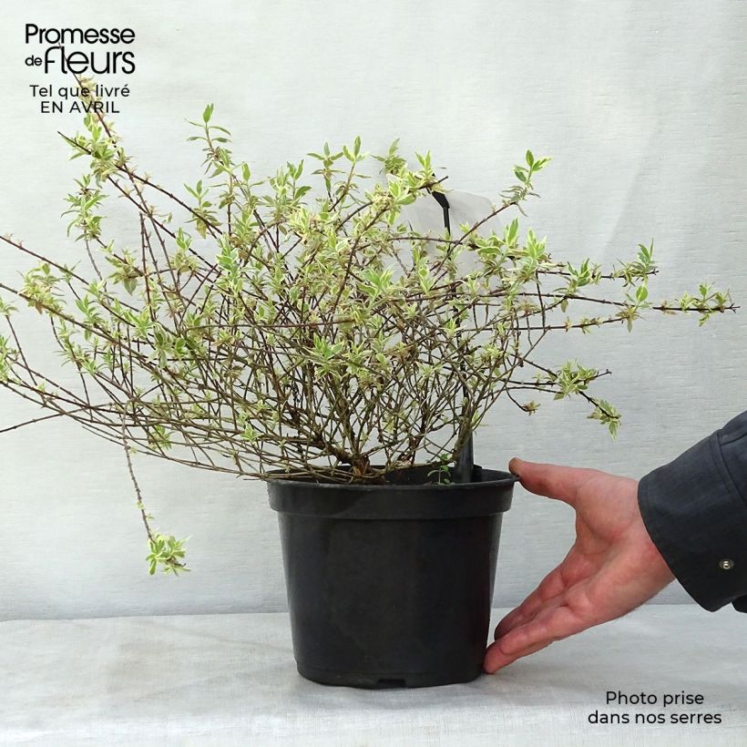 Example of Abelia grandiflora Sparkling Silver Vaso da 2L/3L as you get in printemps