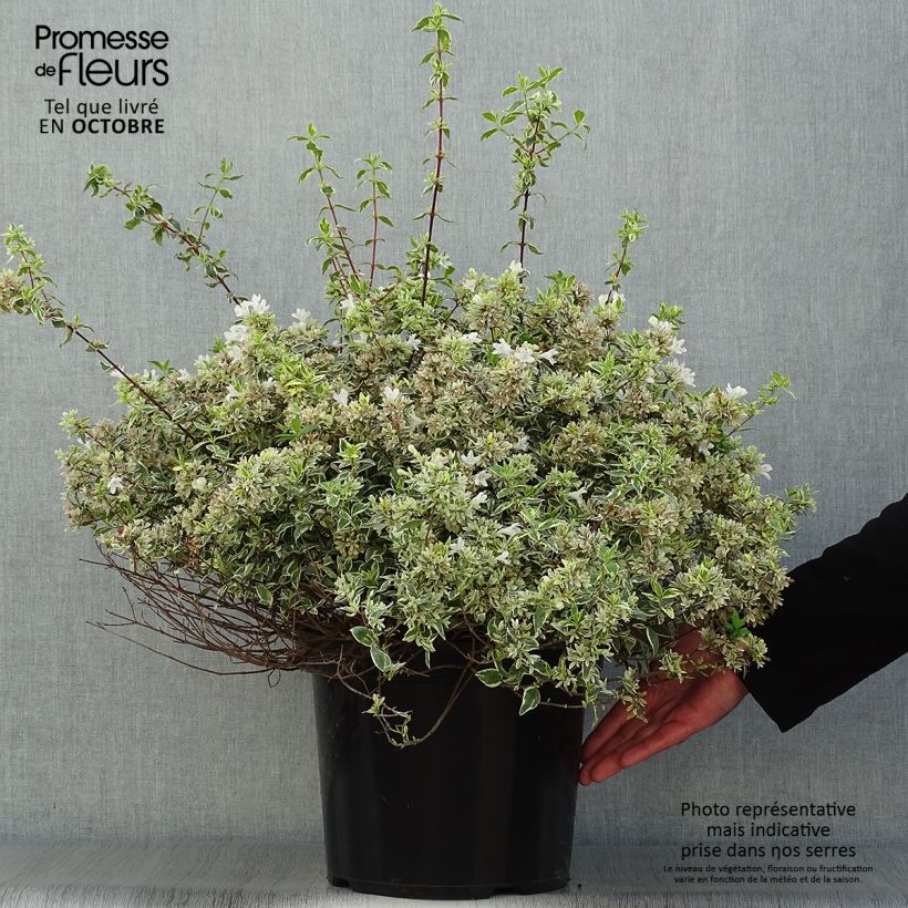Esemplare di Abelia grandiflora Sparkling Silver Vaso da 7,5L/10L come consegnato in autunno