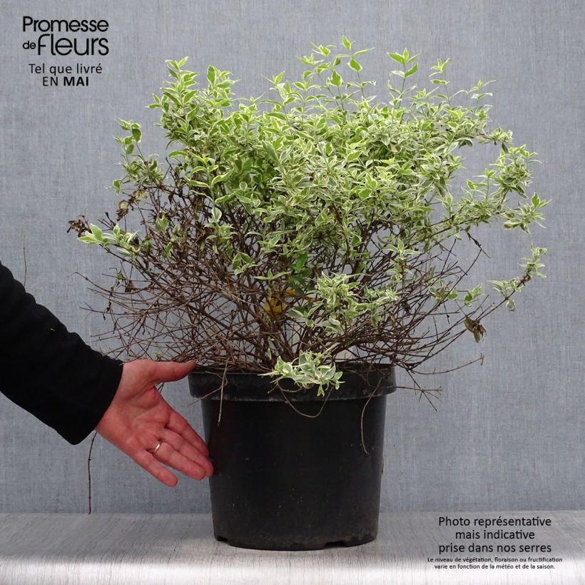 Example of Abelia grandiflora Sparkling Silver Vaso da 7,5L/10L as you get in printemps