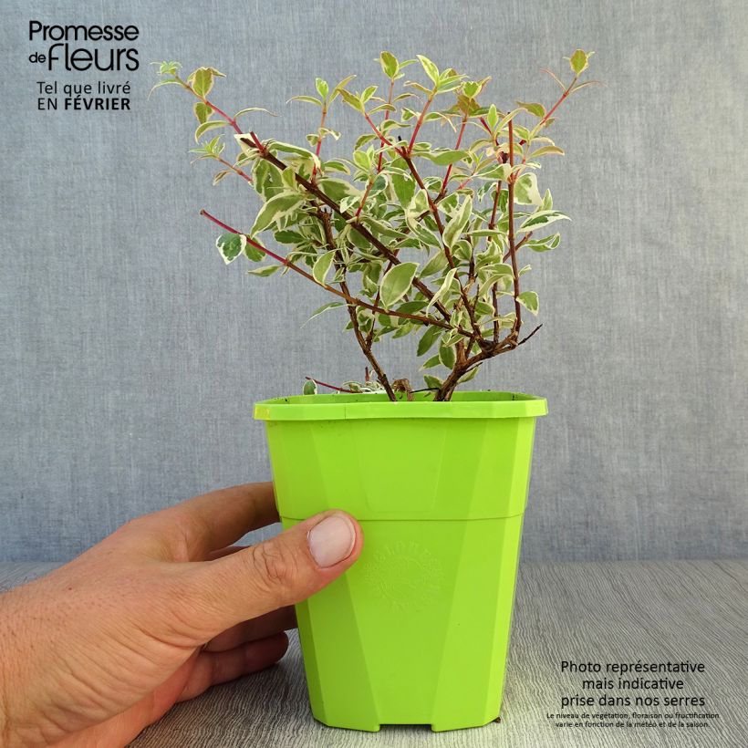 Esemplare di Abelia grandiflora Steredenn Vaso da 1L/1,5L come consegnato in autunno
