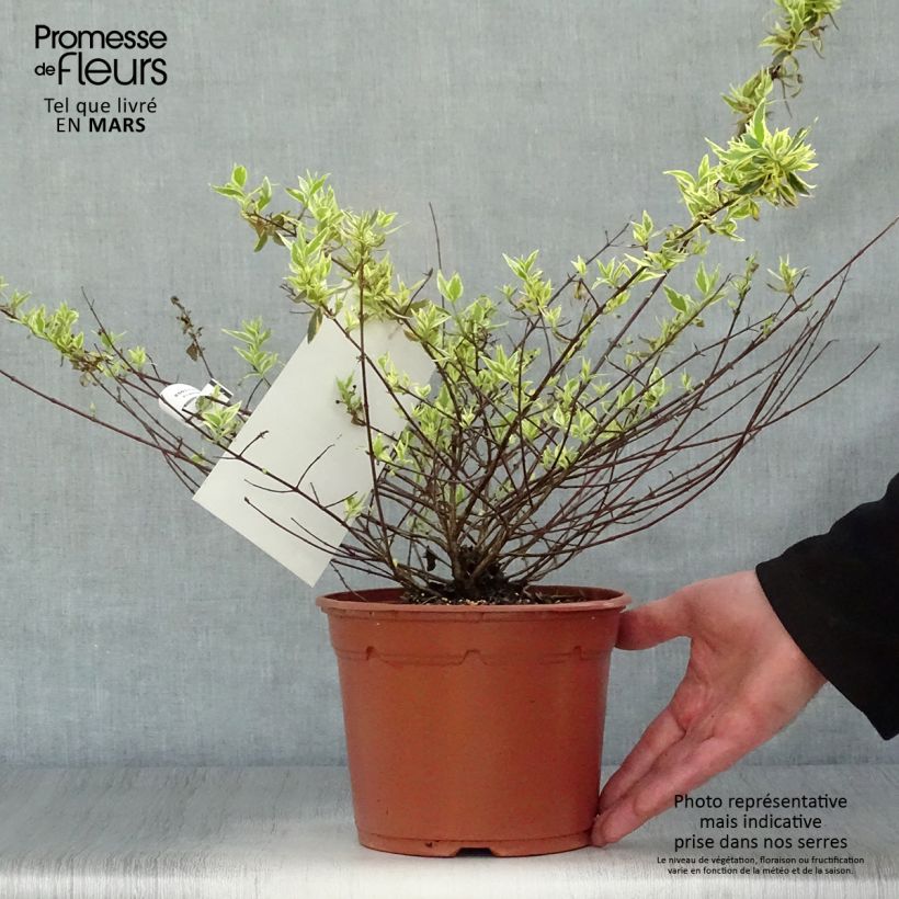 Abelia grandiflora Tricolor Charm Vaso da 3L/4L esemplare consegnato in primavera