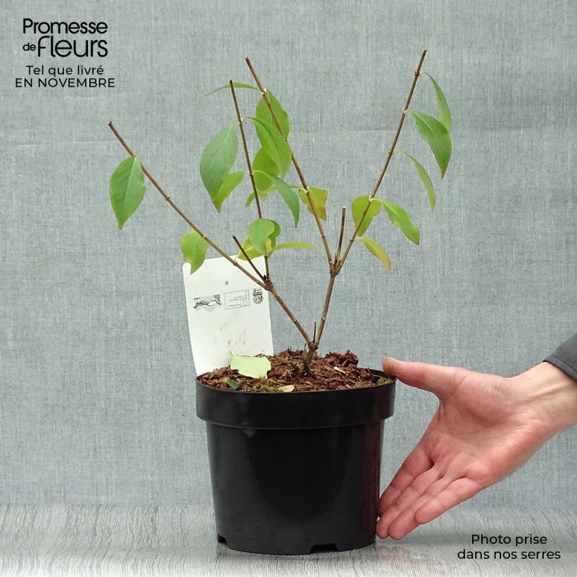 Esemplare di Abelia mosanensis Monia Vaso da 3L/4L come consegnato in autunno