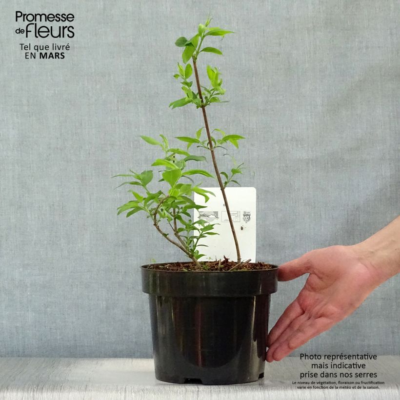 Example of Abelia mosanensis Monia Vaso da 3L/4L as you get in printemps