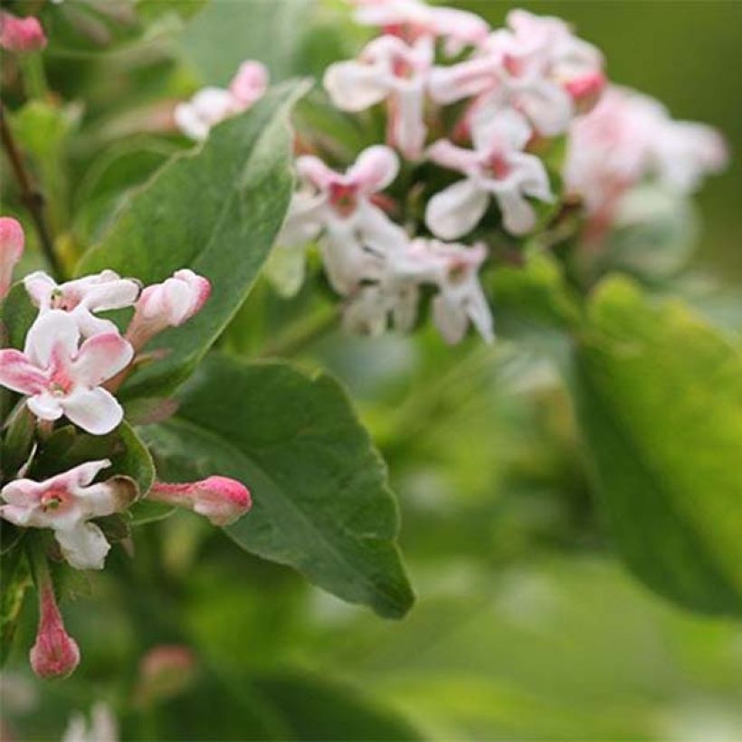 Abelia mosanensis Sweet Emotion (Fogliame)
