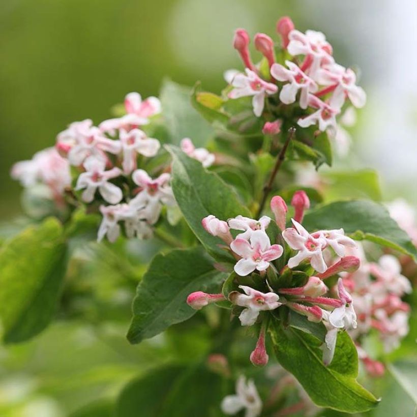 Abelia mosanensis Sweet Emotion (Fioritura)