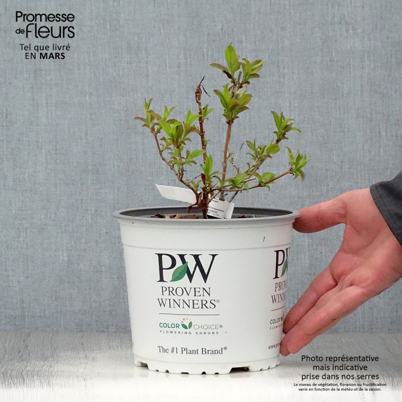 Abelia mosanensis Sweet Emotion Vaso da 3L/4L esemplare consegnato in primavera