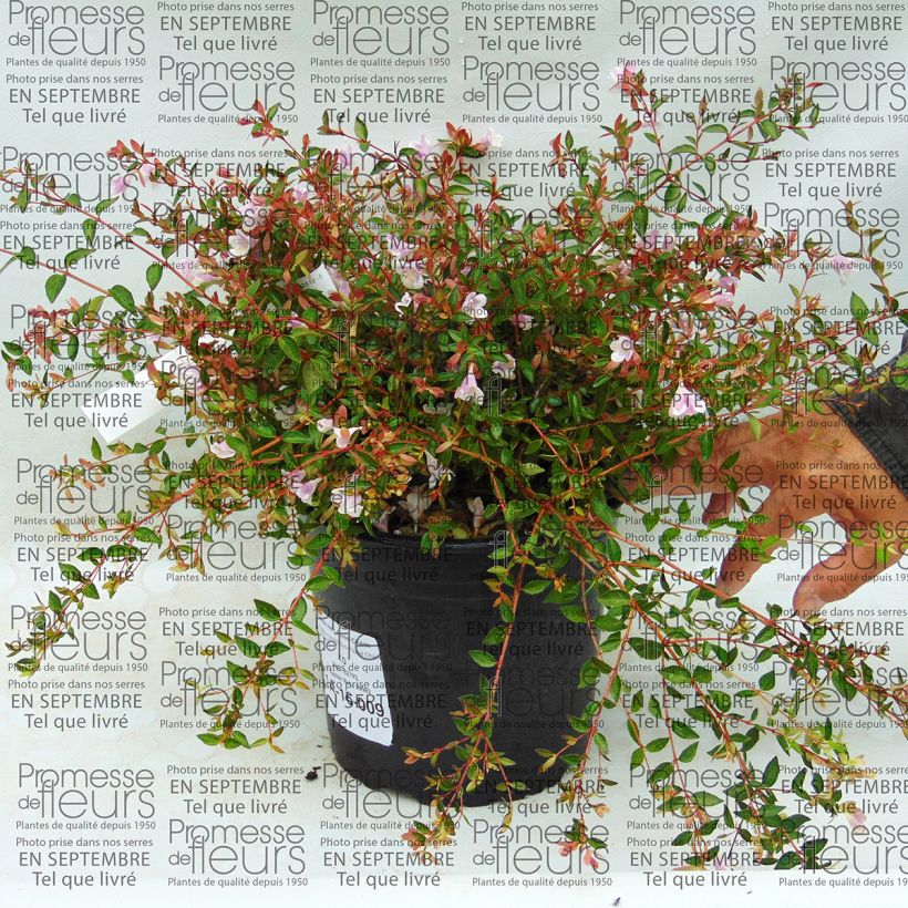 Esempio di esemplare Abelia grandiflora Pastel Charm Vaso da 4L/5L come consegnato