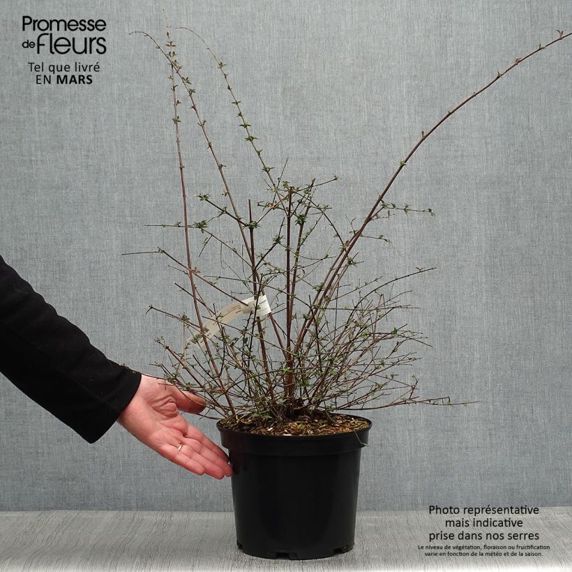 Abelia parviflora Bumble Bee Vaso da 4L/5L esemplare consegnato in primavera