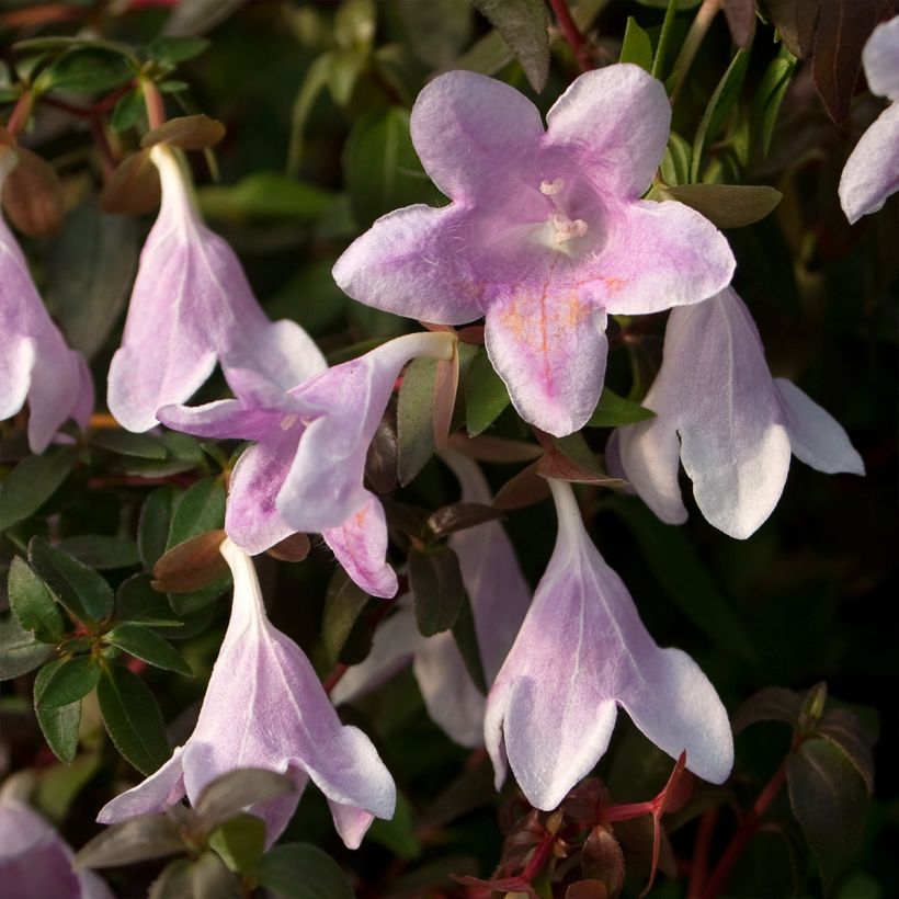 Abelia grandiflora Pinky Bells (Flowering)