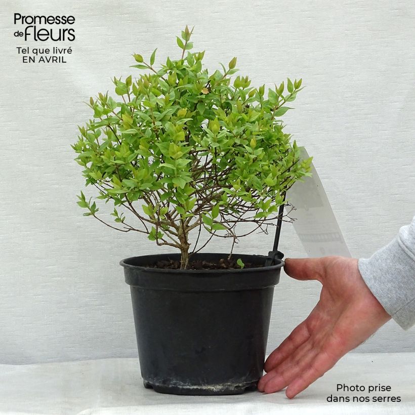 Example of Abelia zanderi Little Richard Vaso da 2L/3L as you get in printemps