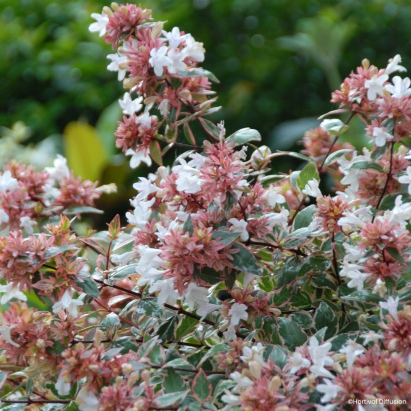 Abelia grandiflora Psykedelik (Fioritura)
