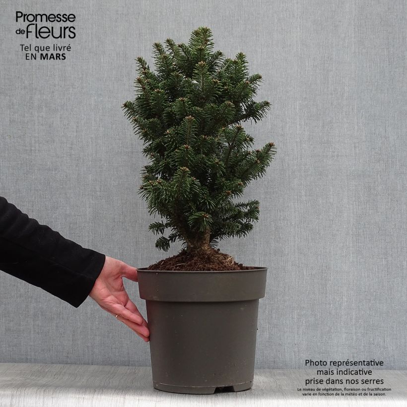 Example of Abete bianco Pyramidalis - Abies alba Vaso da 7,5L/10L as you get in printemps