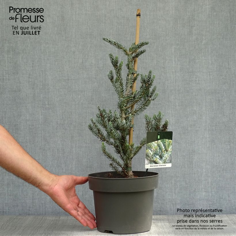 Esemplare di Abete coreano Silberlocke - Abies koreana Vaso da 4L/5L consegnato in estate