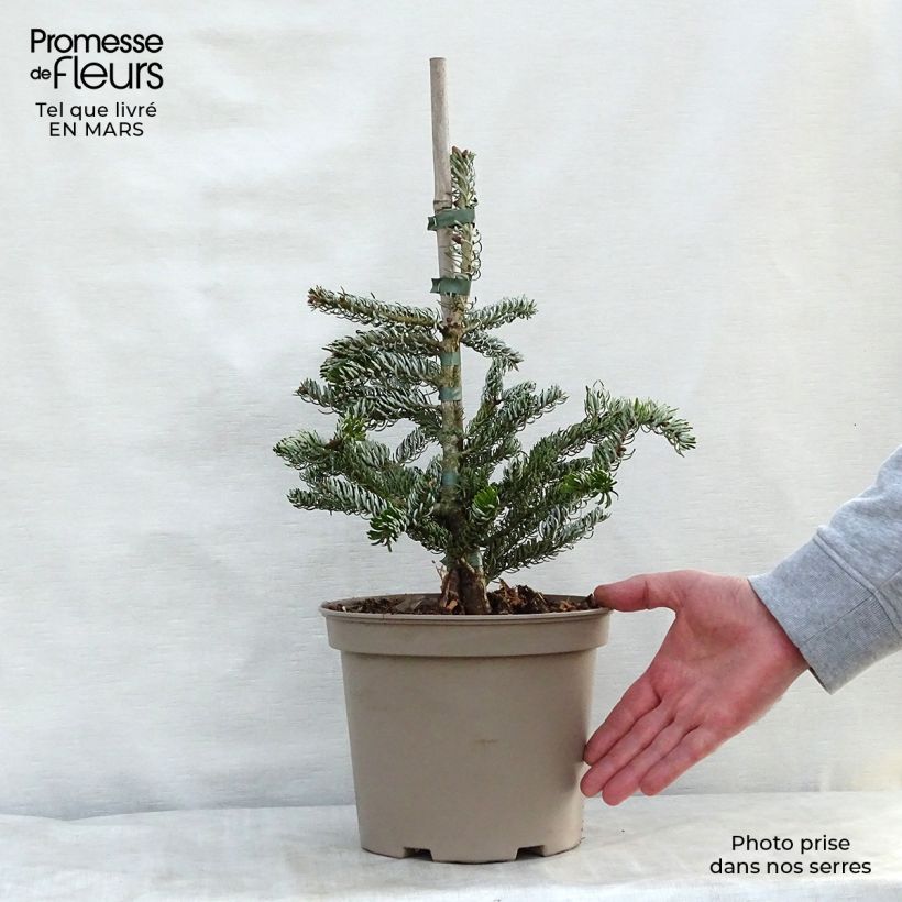 Abete coreano Silberlocke - Abies koreana Vaso da 4L/5L esemplare consegnato in primavera