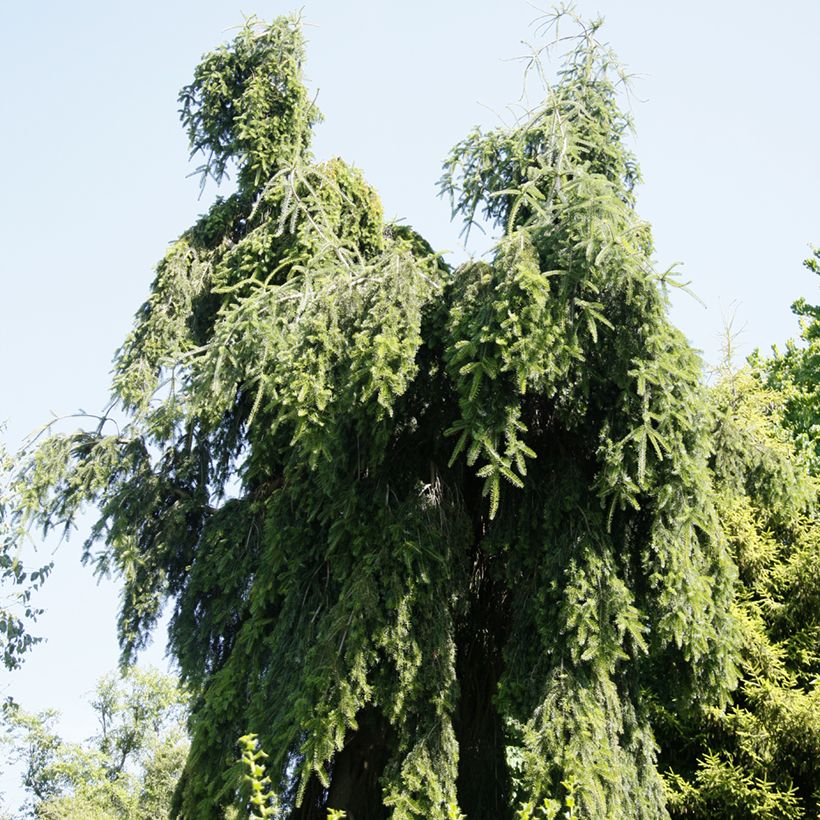 Abete del Caucaso Pendula - Abies nordmanniana (Porto)