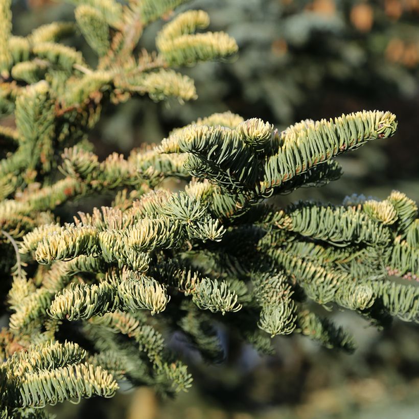 Abete nobile Sherwoodii - Abies procera  (Foliage)