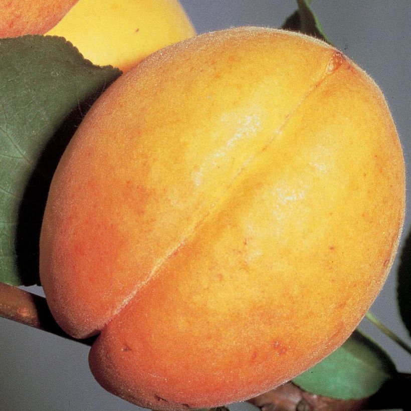 Albicocco Doucoeur (Raccolta)