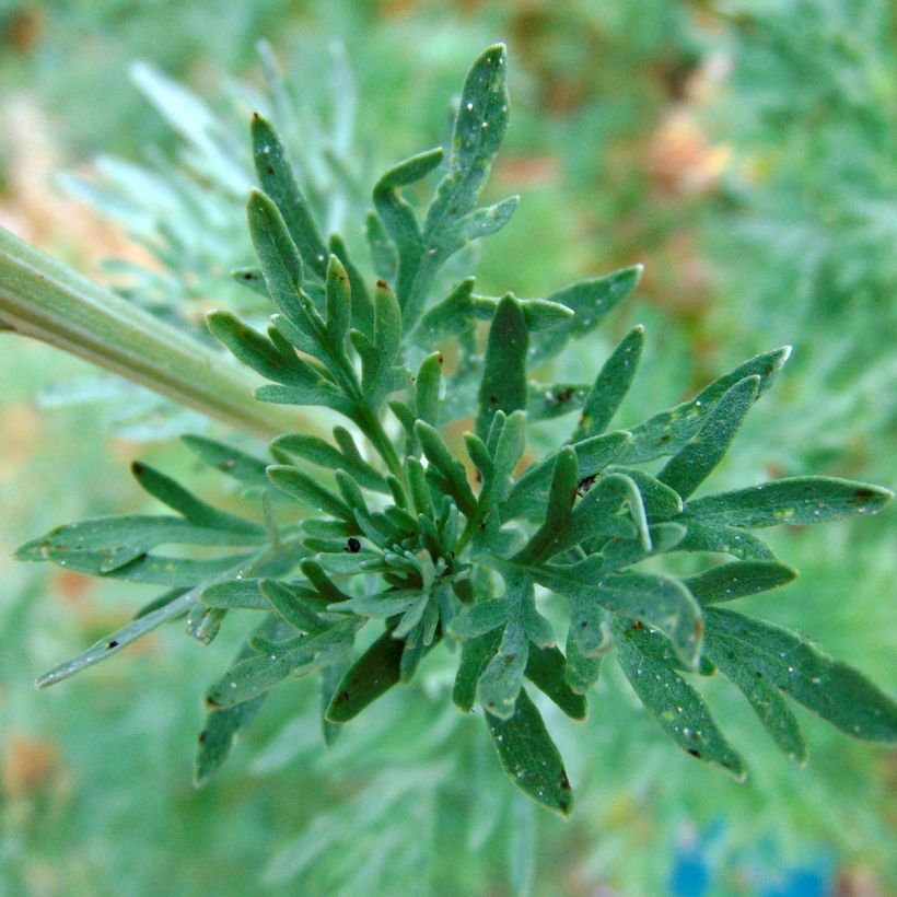 Artemisia absinthium - Assenzio maggiore (Flowering)