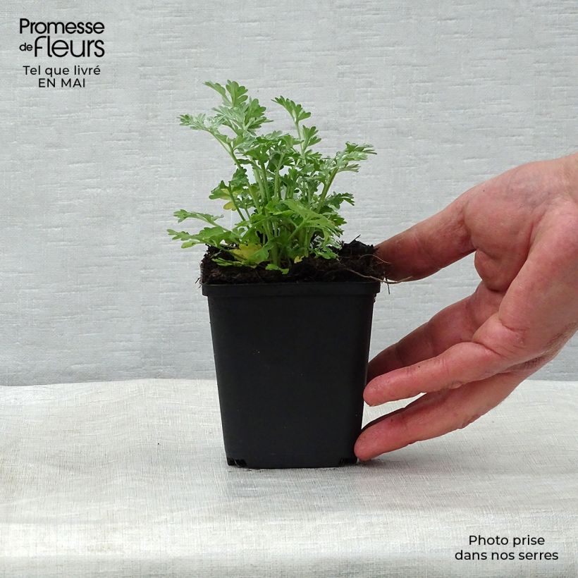 Example of Artemisia absinthium - Assenzio maggiore Vasetto da 8/9 cm as you get in printemps