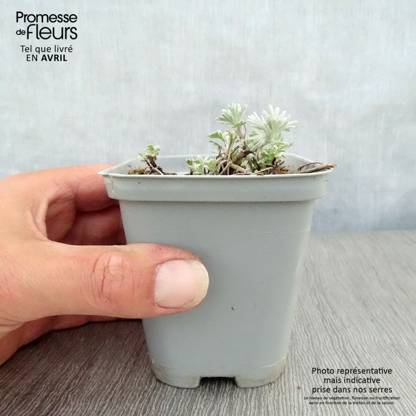 Example of Artemisia stelleriana Boughton Silver Vasetto da 8/9 cm as you get in printemps