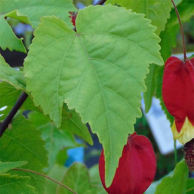 Abutilon megapotamicum (Foliage)