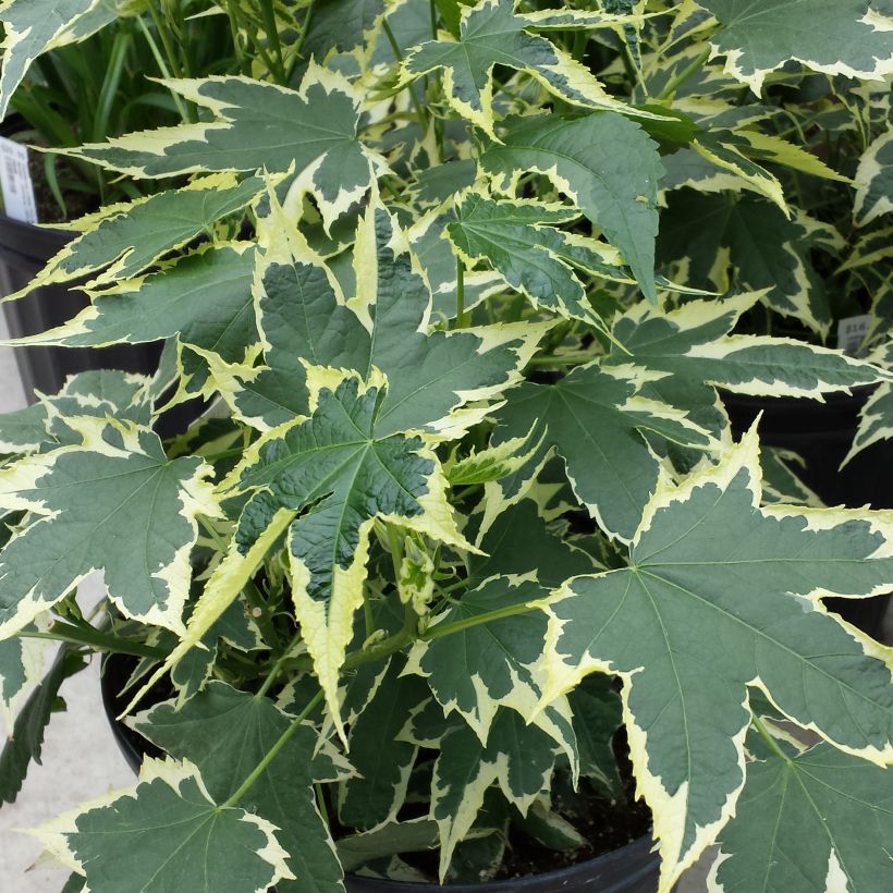 Abutilon Souvenir de Bonn (Fogliame)