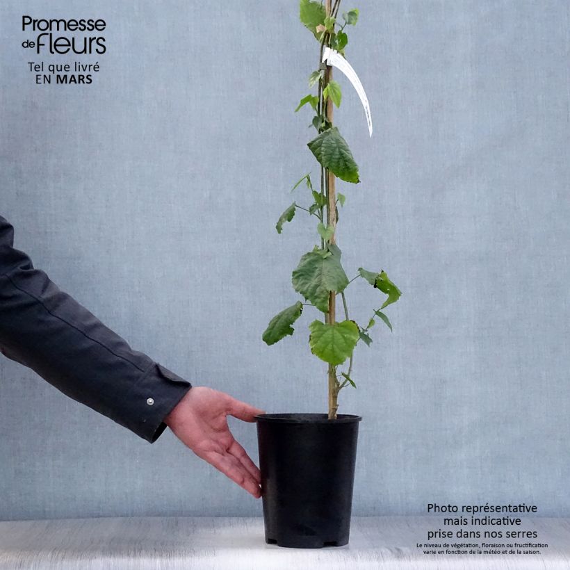 Example of Abutilon megapotamicum Vaso da 3L/4L as you get in printemps