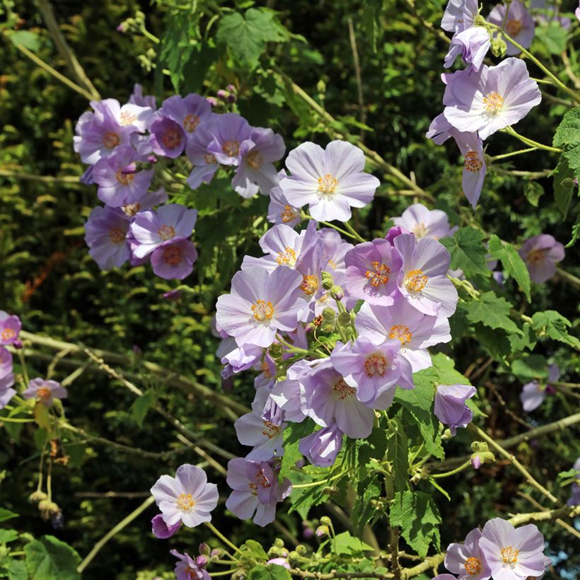 Abutilon vitifolium (Fioritura)