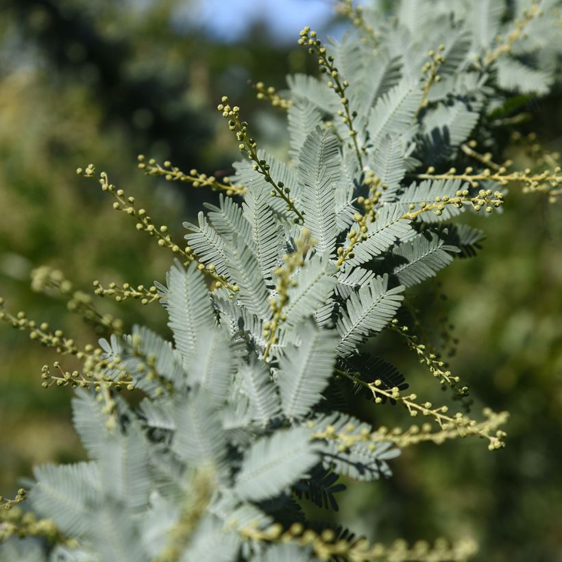 Acacia baileyana - Mimosa di Bailey (Foliage)
