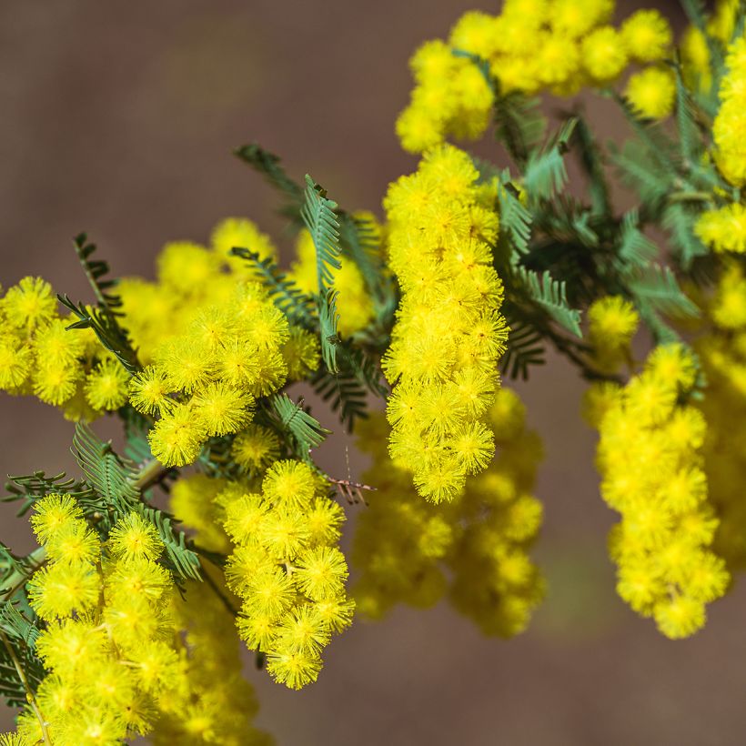 Acacia baileyana - Mimosa di Bailey (Flowering)