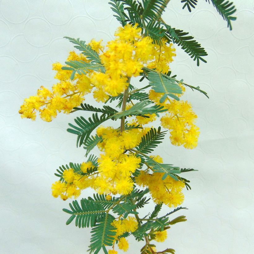 Acacia baileyana Purpurea - Mimosa di Bailey (Flowering)