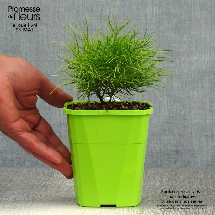 Acacia cognata Limelight - Mimosa Vaso da 1L/1,5L esemplare consegnato in primavera