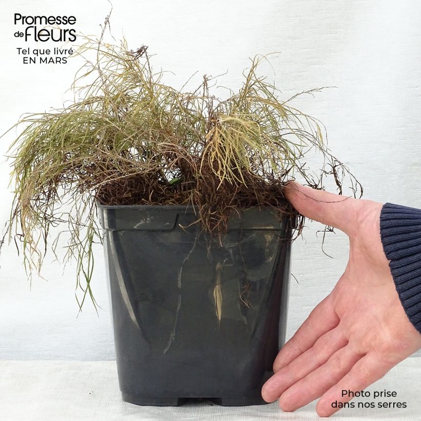 Acacia cognata Limelight - Mimosa Vaso da 3L/4L esemplare consegnato in primavera