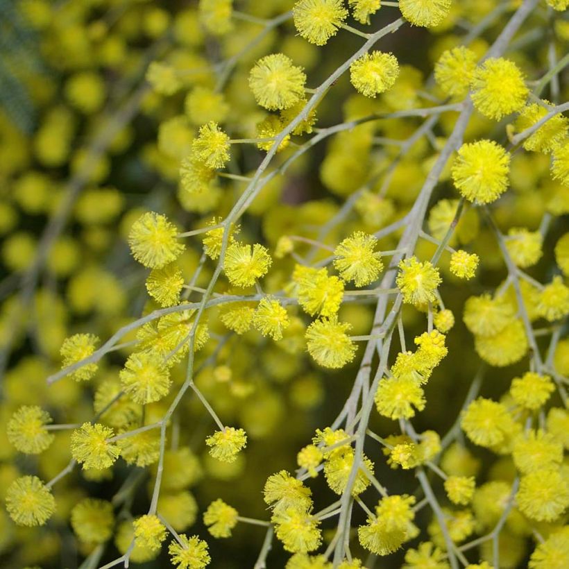 Acacia dealbata - Mimosa (Flowering)